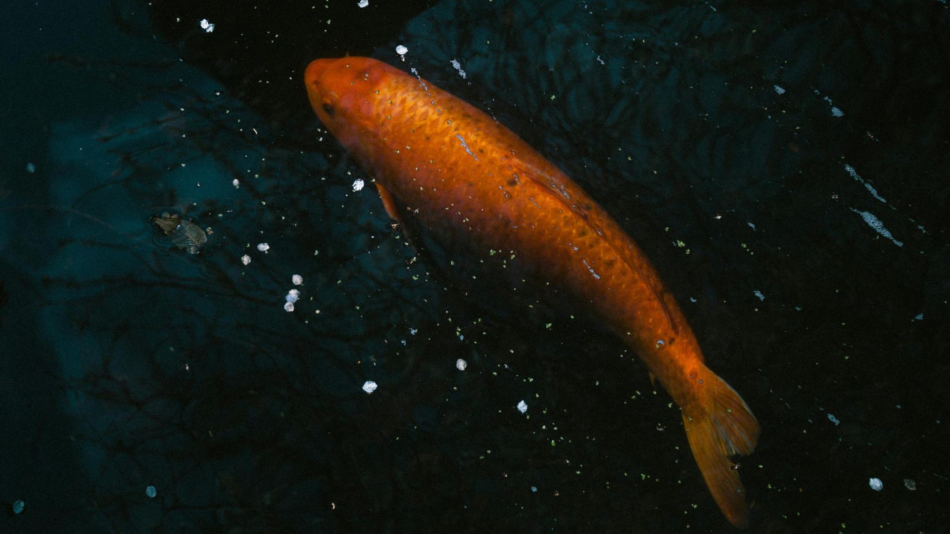 Dumping Pets Into Wisconsin Waterways